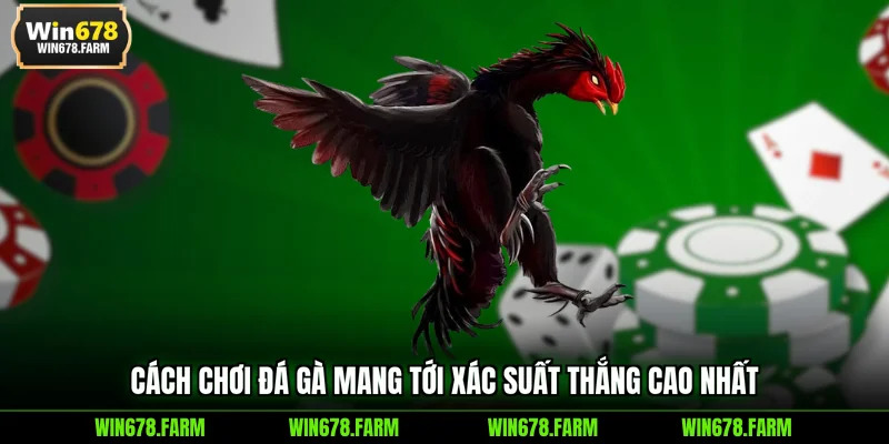 Cách chơi đá gà mang tới xác suất thắng cao nhất