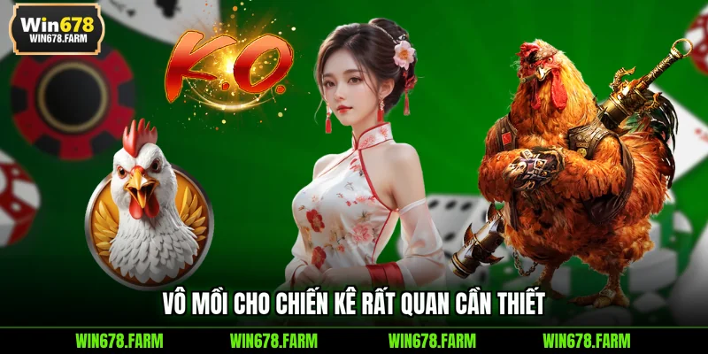 Vô mồi cho chiến kê rất quan cần thiết